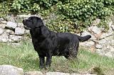 LABRADOR 845